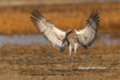 Crane;Flying-Bird;Grus-canadensis;Landing;Photography;Sandhill-Crane;action;acti
